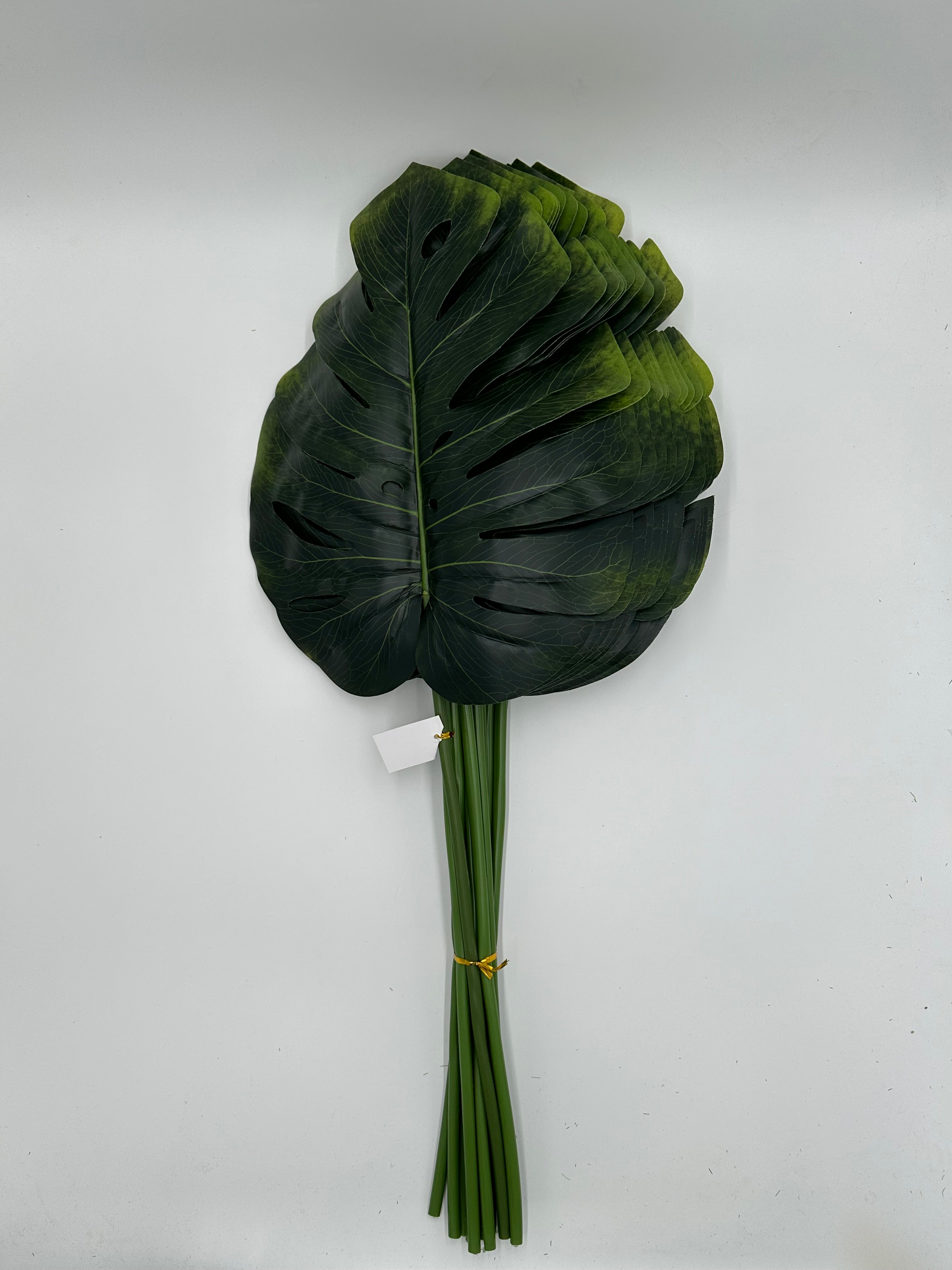 150185 LIST MONSTERA